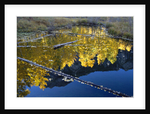 Beaver Pond and Reflection of Golden Aspens by Anonymous