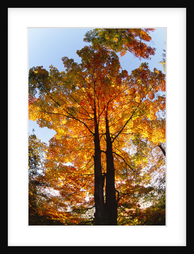 Sugar Maple Glowing in Fall Colors by Anonymous