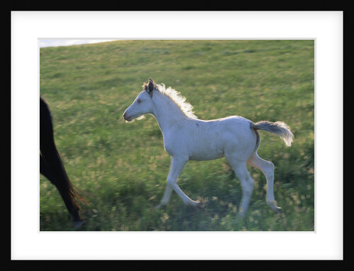 White Spanish Mustang Foal Running to His Mare by Anonymous