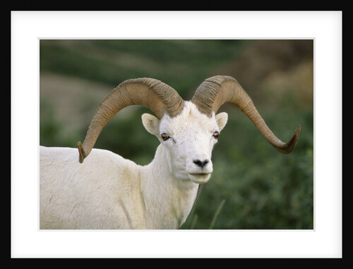 Dall Sheep Ram With Large Horns by Anonymous