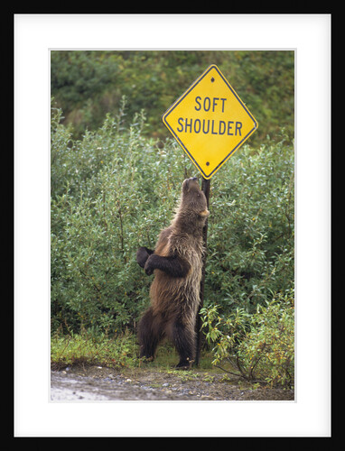 Young Grizzly Bear Rubbing Against Road Sign by Anonymous