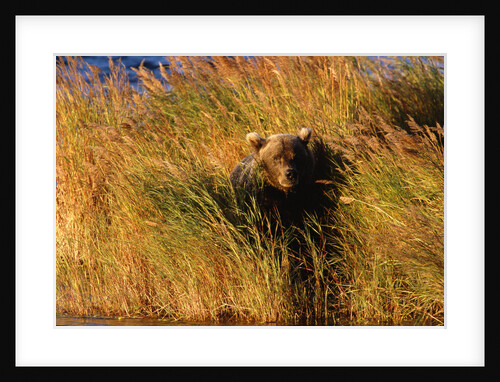 Female Brown (Grizzly) Bear in Tall Grass by Anonymous