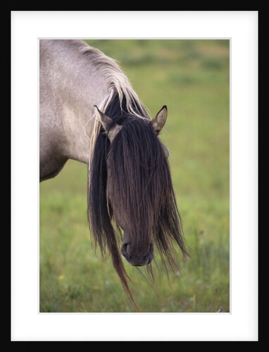 Spanish Mustang Stallion with Long Mane Over Eyes by Anonymous