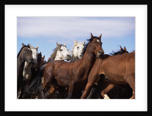 Wild Mustangs Running Together by Anonymous