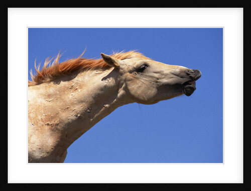 Wild Palomino Mustang Stallion Sniffing Air by Anonymous