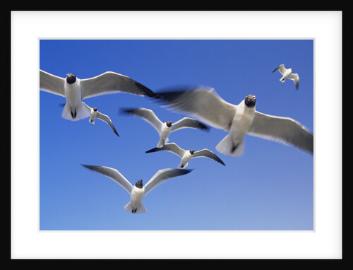 Laughing Gulls Flock in Flight by Anonymous