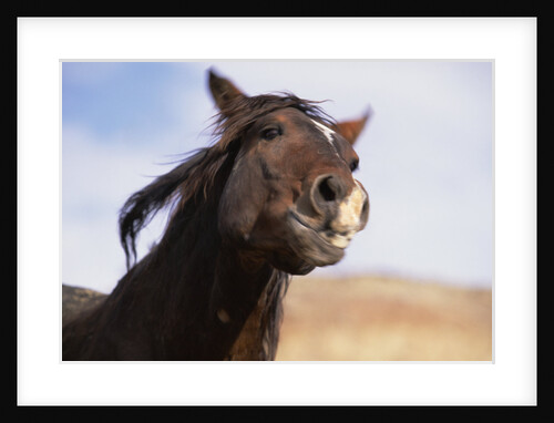 Wild Mustang Stallion Challenging His Rival by Anonymous