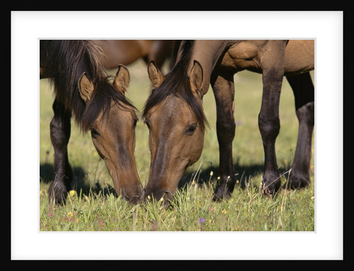 Wild Mustang Mares Grazing with Heads Together by Anonymous