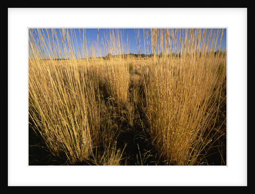 Tall Grass in Prairie Grasslands by Anonymous
