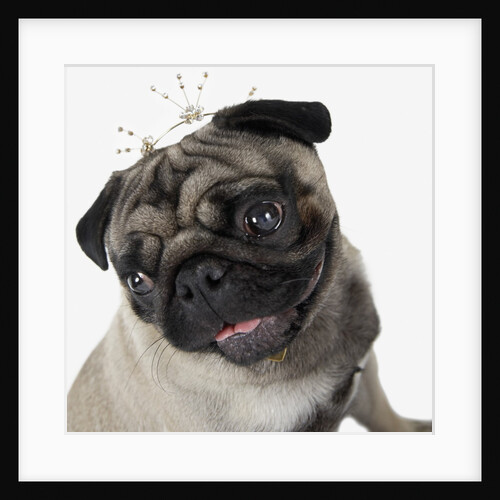 Pug Wearing Tiara by Anonymous