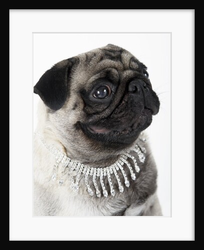 Pug Wearing Pearl Necklace by Anonymous