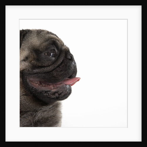 Pug Panting by Anonymous