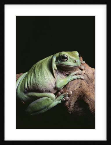 Green Tree Frog by Anonymous