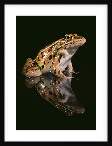 Leopard Frog by Anonymous