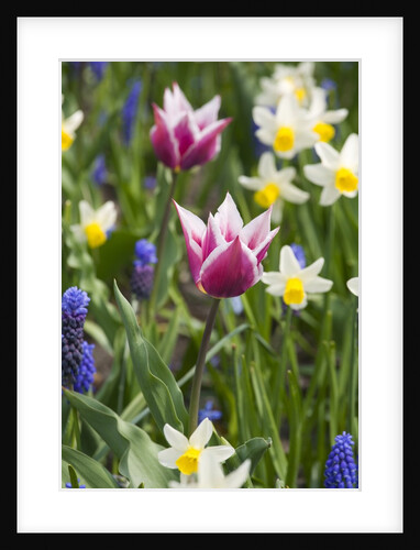 Mixed Spring Bulbs by Anonymous