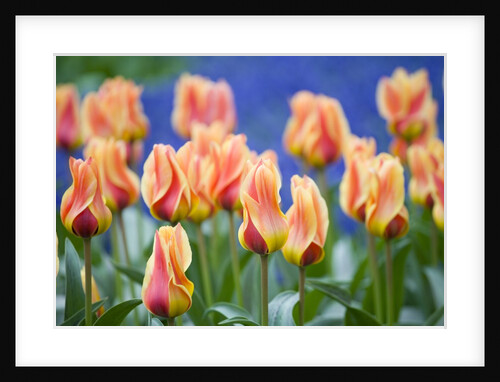 Tulipa 'Mary Ann' by Anonymous