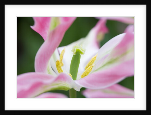 Tulipa 'Virichic' by Anonymous