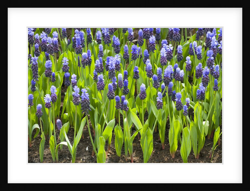 Grape Hyacinth by Anonymous
