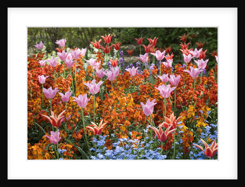 Colorful Flowers in St. James's Park by Anonymous