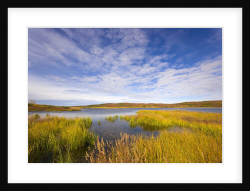 Tundra Marsh by Anonymous