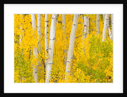 Trees and Autumn Foliage by Anonymous