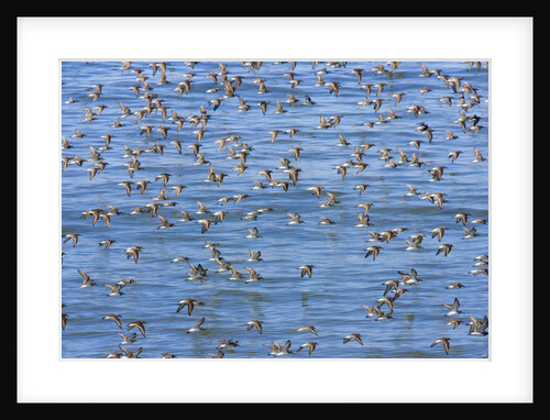 Flock of Migrating Sandpipers Over Sea by Anonymous