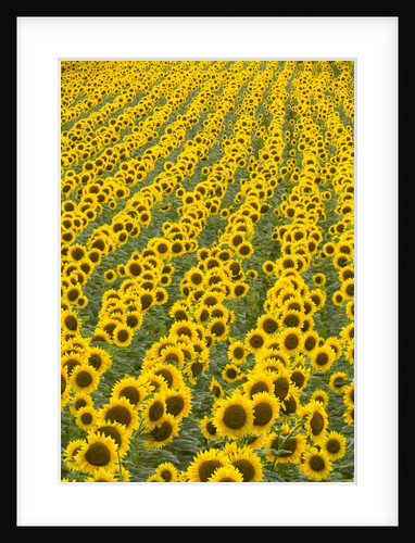 Field of Sunflowers by Anonymous