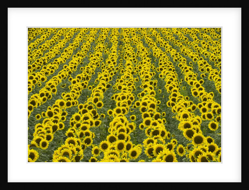 Field of Sunflowers by Anonymous