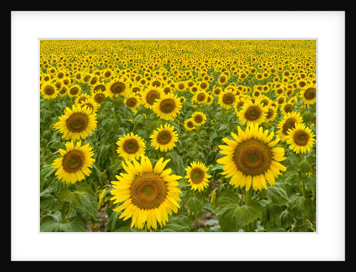 Field of Sunflowers by Anonymous