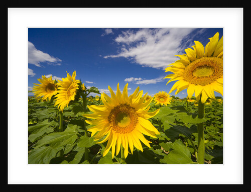 Field of Sunflowers by Anonymous