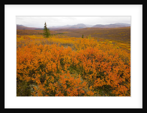 Colorful Tundra by Anonymous