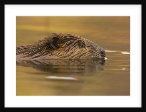 Beaver in Water by Anonymous