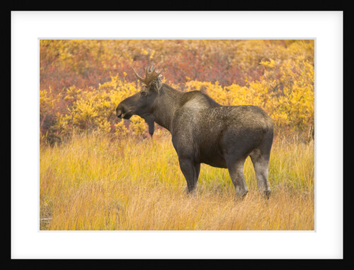 Young Bull Moose Standing in Tundra by Anonymous