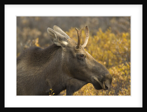 Moose by Anonymous