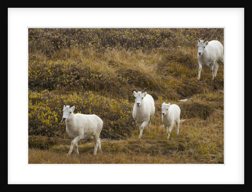 Family of Dall Sheep in Tundra by Anonymous