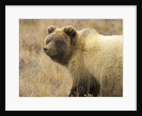 Grizzly Bear Cub in Tundra by Anonymous