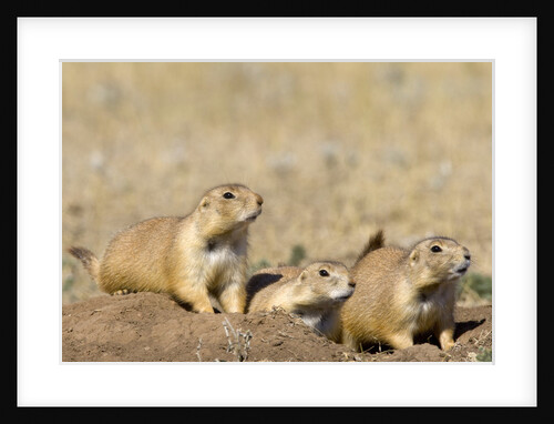Black Tailed Prairie Dogs by Anonymous