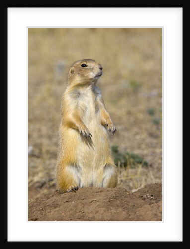 Black Tailed Prairie Dog by Anonymous