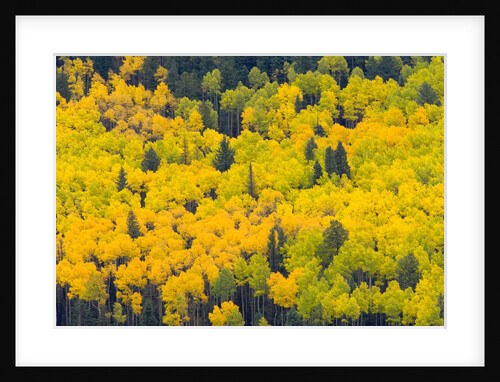 Forest in Autumn by Anonymous