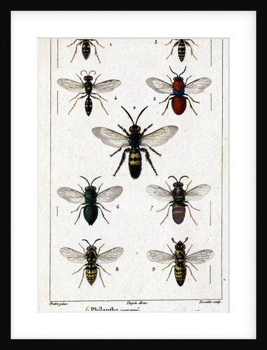 Illustration of Members of the Hymenoptera Order by Anonymous