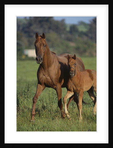Thoroughbred Horse and Colt by Anonymous