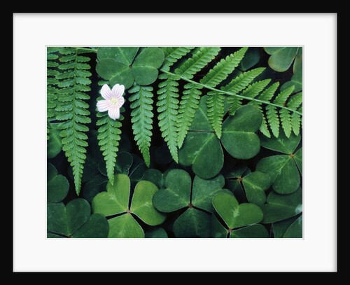 Redwood Sorrel and Bracken Fern by Anonymous