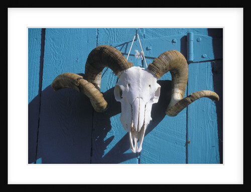 Ram Skull for Sale by Anonymous