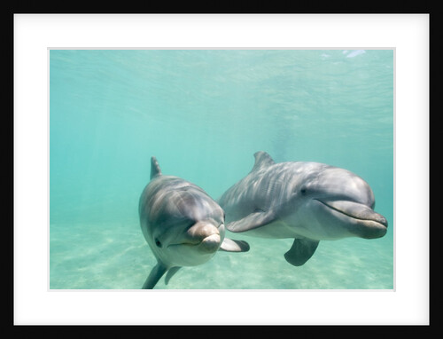 Bottlenose Dolphins by Anonymous