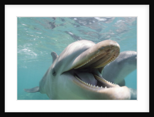 Bottlenose Dolphin Opening Mouth by Anonymous