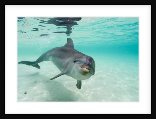 Bottlenose Dolphin by Anonymous
