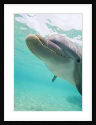 Bottlenose Dolphin by Anonymous