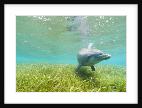 Bottlenose Dolphin by Anonymous