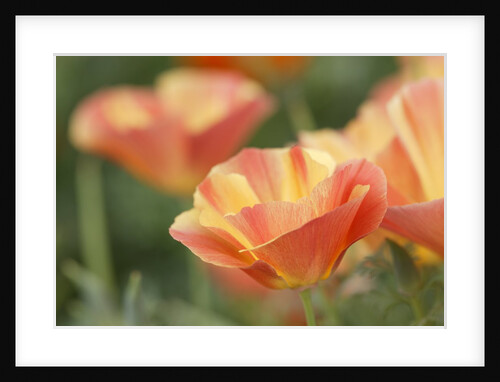 Mission Bells by Anonymous