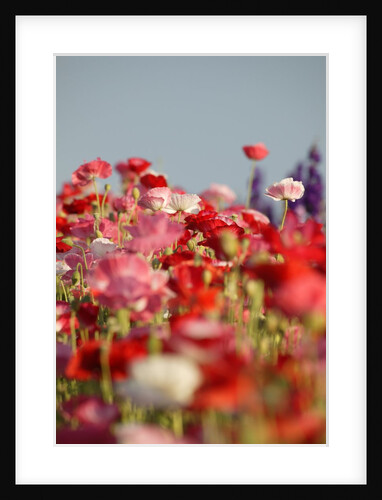 Shirley Poppies by Anonymous